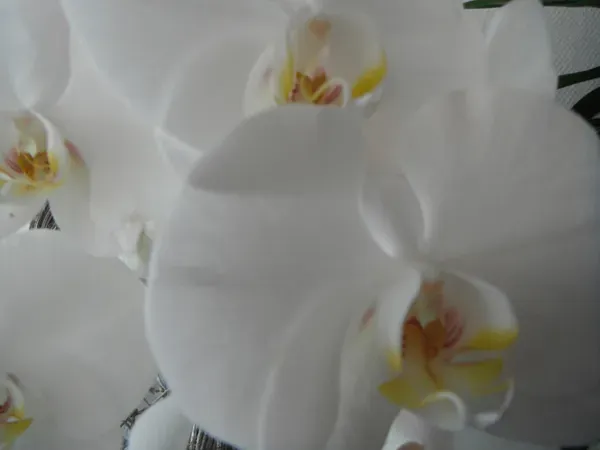 Fleurs et bouquets sur-mesure (3)