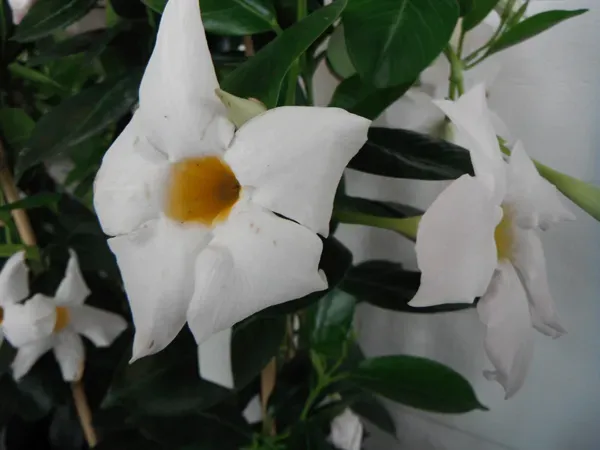 Fleurs et bouquets sur-mesure (5)