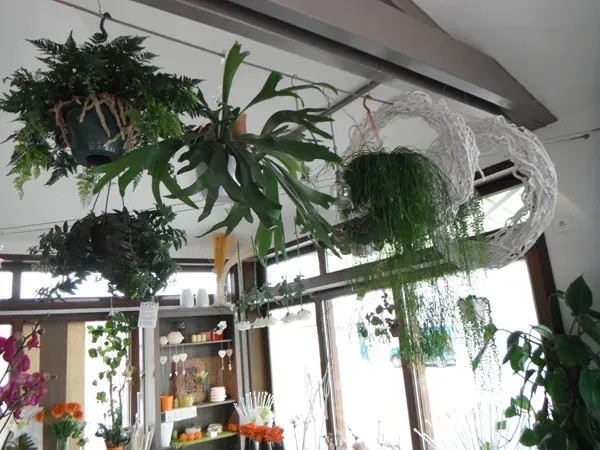 Plantes intérieures (3)webp