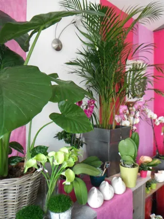 Plantes intérieures (4)webp