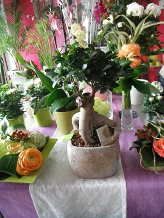 Plantes intérieures (5)webp