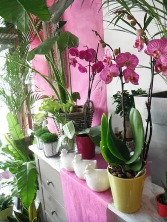 Plantes intérieures (6)webp