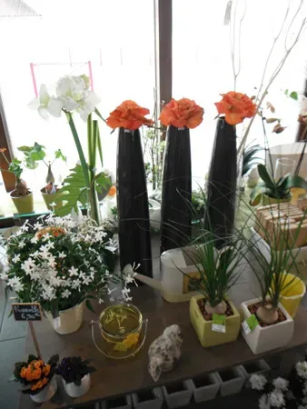 Plantes intérieures (7)webp