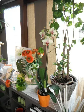 Plantes intérieures (8)webp