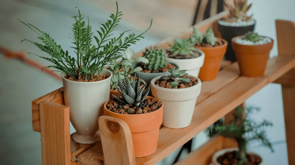 Plantes près de Rocheservière