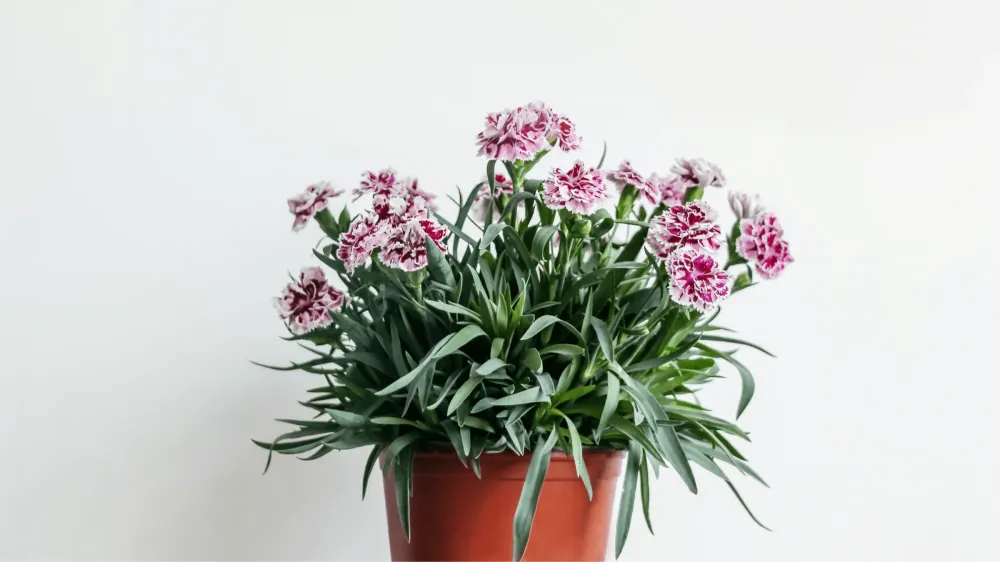 oeillets en pot